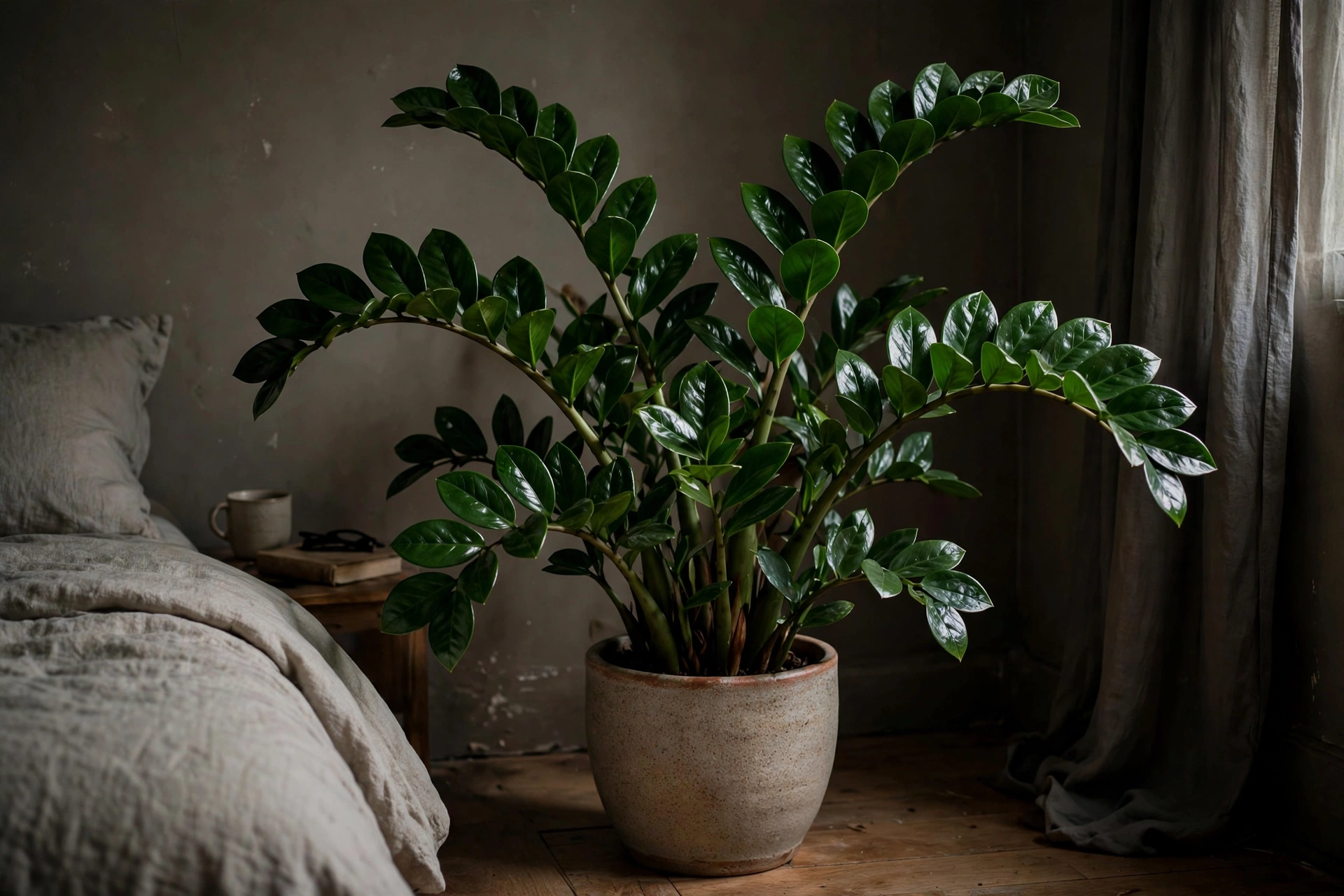 Glossy ZZ plant with arching deep-green leaves brightening a dim bedroom corner